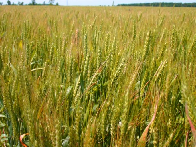 Extend registration period of Pradhan Mantri Krishi Bima Yojana Demands BJP Minister Sudhir Mungantiwar | प्रधानमंत्री कृषी विमा योजनेची नोंदणी मुदत वाढवा; भाजपाच्या मंत्र्यांचे केंद्राला पत्र Extend registration period of Pradhan Mantri Krishi Bima Yojana Demands BJP Minister Sudhir Mungantiwar | प्रधानमंत्री कृषी विमा योजनेची नोंदणी मुदत वाढवा; भाजपाच्या मंत्र्यांचे केंद्राला पत्र