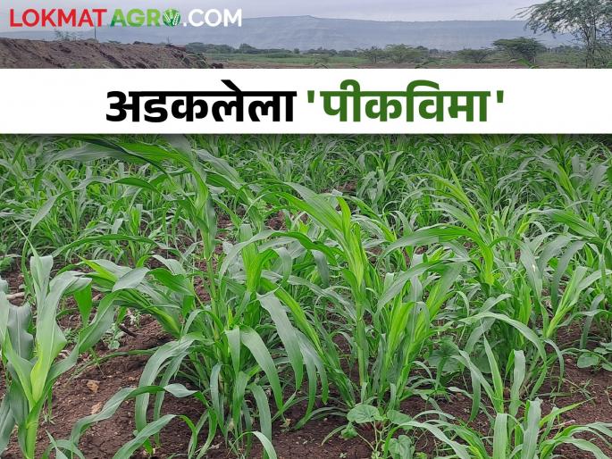 25 percent advance crop insurance received; When will the remaining 75 percent compensation be received? | crop Insurance २५ टक्के अग्रीम पीकविमा मिळाला; उर्वरित ७५ टक्के नुकसानभरपाई कधी मिळणार