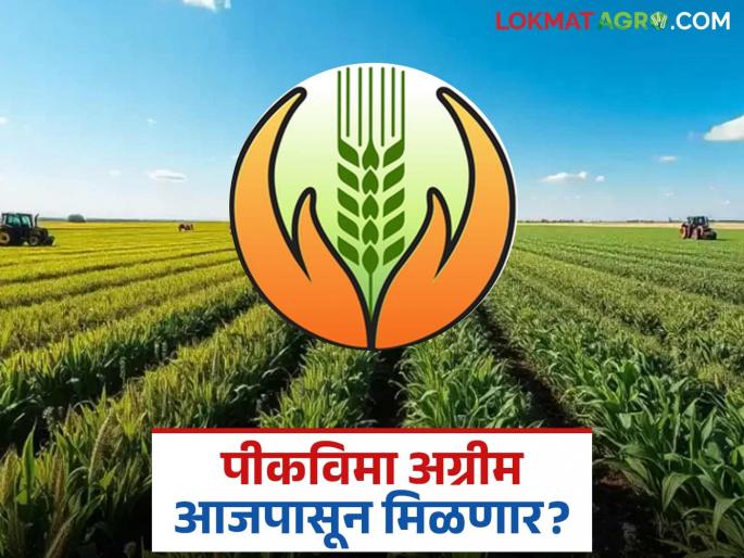 Crop Insurance Advance: latest news Finally the wait is over; From today, crop insurance advance will be credited to farmers' accounts..! | Crop Insurance Advance: अखेर प्रतीक्षा संपली; आजपासून पीकविमा अग्रीम पडणार शेतकऱ्यांच्या खात्यावर..! Crop Insurance Advance: latest news Finally the wait is over; From today, crop insurance advance will be credited to farmers' accounts..! | Crop Insurance Advance: अखेर प्रतीक्षा संपली; आजपासून पीकविमा अग्रीम पडणार शेतकऱ्यांच्या खात्यावर..!