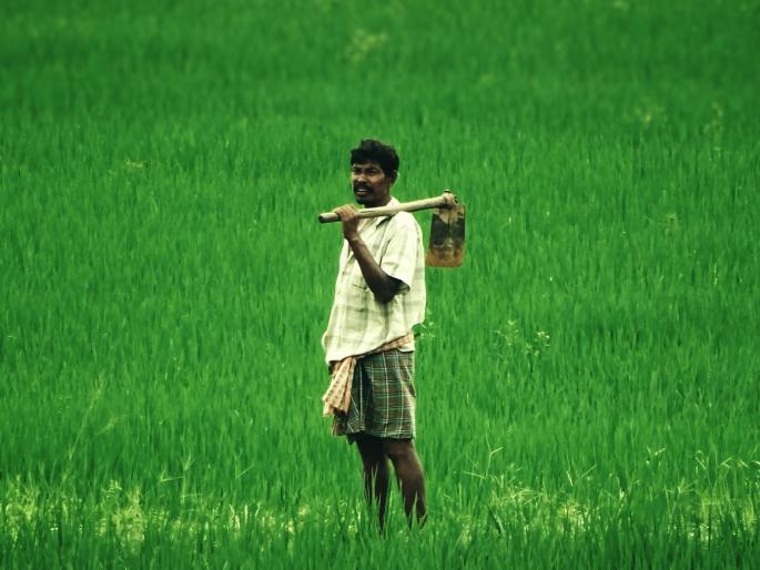 Get crop insurance for just one rupee; Includes rice, ragini and urad | पीक विमा मिळणार केवळ एक रुपयांत; भात, नाचणी व उडिदचाही समावेश