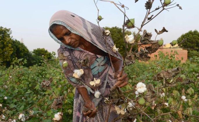 Crop insurance benefits for 2.68 lakh farmers in Akola district? | अकोला जिल्ह्यात २.६८ लाख शेतकऱ्यांना मिळणार पीक विम्याचा लाभ? Crop insurance benefits for 2.68 lakh farmers in Akola district? | अकोला जिल्ह्यात २.६८ लाख शेतकऱ्यांना मिळणार पीक विम्याचा लाभ?