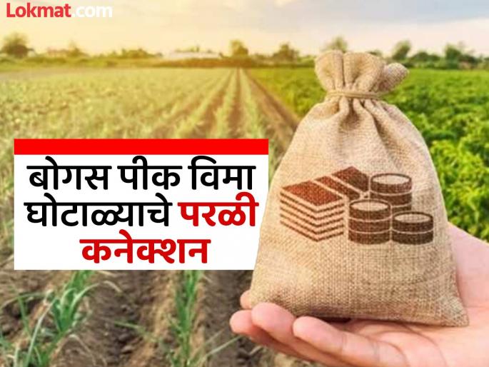 Parli connection of bogus crop insurance scam; 9 out of 40 facility center operators are from Parli | बोगस पीक विमा घोटाळ्याचे परळी कनेक्शन; ४० पैकी ९ सुविधा केंद्र चालक परळीचे Parli connection of bogus crop insurance scam; 9 out of 40 facility center operators are from Parli | बोगस पीक विमा घोटाळ्याचे परळी कनेक्शन; ४० पैकी ९ सुविधा केंद्र चालक परळीचे