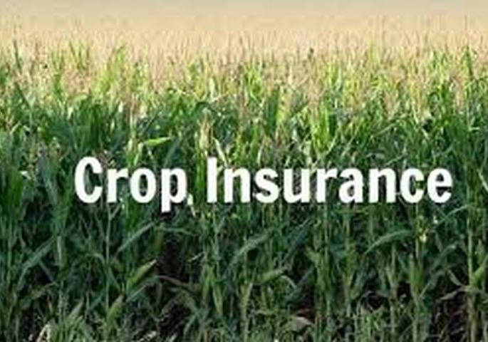 Farmers turn to crop insurance for rabi season | रब्बी हंगामातील पिकांच्या विम्याकडे शेतकऱ्यांची पाठ Farmers turn to crop insurance for rabi season | रब्बी हंगामातील पिकांच्या विम्याकडे शेतकऱ्यांची पाठ