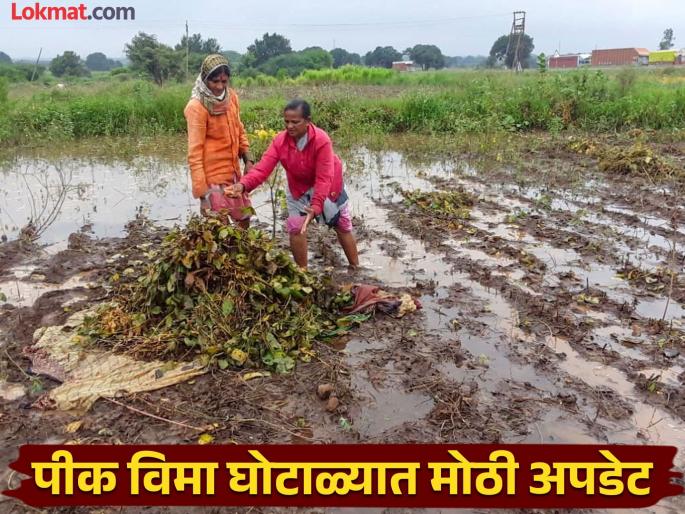 Action taken against 96 CSCs in bogus crop insurance case, investigation reveals that 22 IDs are from Parli | बोगस विमा प्रकरणात ९६ सीएससींवर कारवाई, २२ आयडी एकट्या परळीमधील  Action taken against 96 CSCs in bogus crop insurance case, investigation reveals that 22 IDs are from Parli | बोगस विमा प्रकरणात ९६ सीएससींवर कारवाई, २२ आयडी एकट्या परळीमधील
