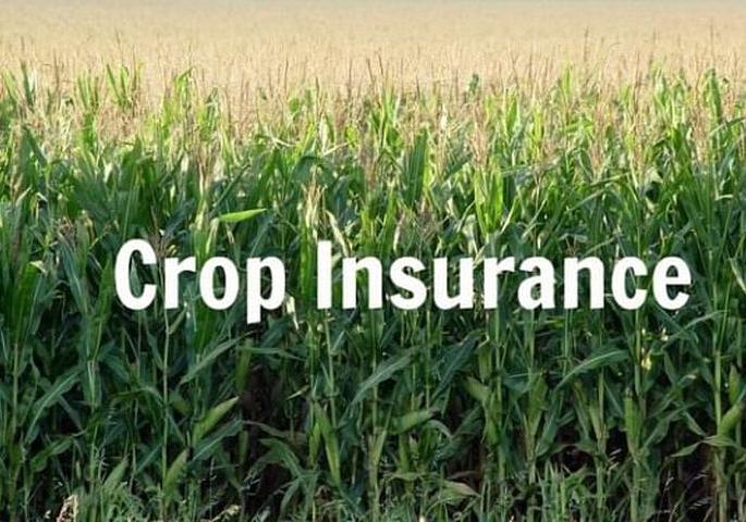 Waiting for the previous crop insurance, now to get a new one or not? | मागील पीक विम्याचीच प्रतीक्षा,  आता नवीन काढावा की नाही? Waiting for the previous crop insurance, now to get a new one or not? | मागील पीक विम्याचीच प्रतीक्षा,  आता नवीन काढावा की नाही?