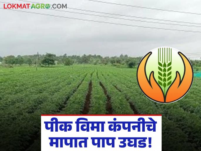 latest news Crop Insurance Scam: Farmers' fraud prevented due to villagers' vigilance, 'sin in the measure' case exposed | Crop Insurance Scam : शेतकऱ्यांची फसवणूक रोखली ग्रामस्थांच्या सतर्कतेने 'मापात पाप' प्रकरण उघड
