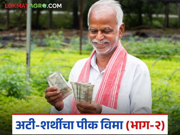 latest news Crop Insurance: Check bogus crop insurance; Direct criminal action if rules are broken Read in detail | Crop Insurance : बोगस पीक विम्यांवर आळा; नियम मोडल्यास थेट फौजदारी कारवाई वाचा सविस्तर latest news Crop Insurance: Check bogus crop insurance; Direct criminal action if rules are broken Read in detail | Crop Insurance : बोगस पीक विम्यांवर आळा; नियम मोडल्यास थेट फौजदारी कारवाई वाचा सविस्तर