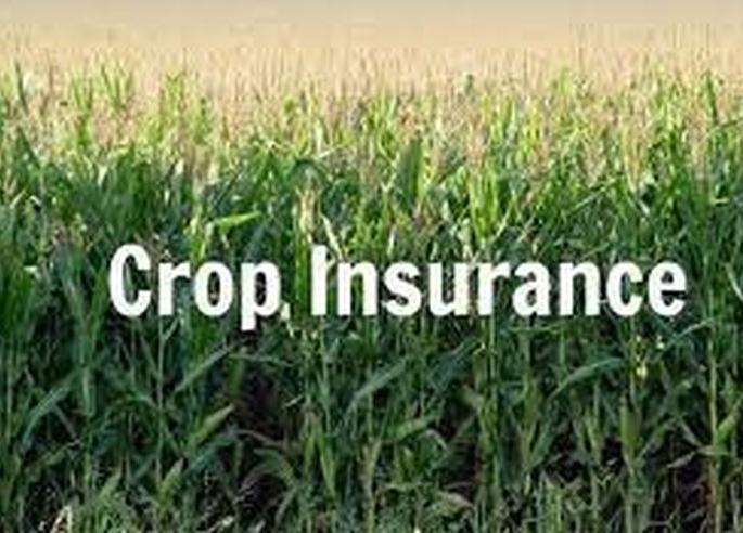 Complaints of only 38,000 farmers to the insurance company | केवळ ३८ हजार शेतकऱ्यांच्या तक्रारी विमा कंपनीकडे Complaints of only 38,000 farmers to the insurance company | केवळ ३८ हजार शेतकऱ्यांच्या तक्रारी विमा कंपनीकडे