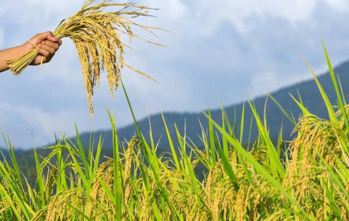 Crop Insurance Scheme implemented in all the districts of the state! | राज्यातील सर्वच जिल्ह्यांत पंतप्रधान पीक विमा योजना लागू!