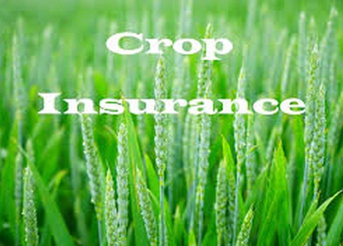 Waiting for crop insurance | पीक विम्याची प्रतिक्षा कायम