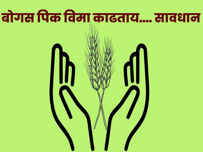 Action will be taken against you if you take out bogus crop insurance! | बोगस पीकविमा काढल्यास होईल तुमच्यावर कारवाई! Action will be taken against you if you take out bogus crop insurance! | बोगस पीकविमा काढल्यास होईल तुमच्यावर कारवाई!