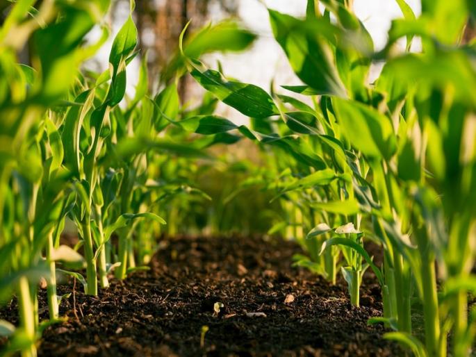 Crop insurance companies say, what to pay for? Companies objected due to the lack of rain | पीक विमा कंपन्या म्हणतात, कशासाठी द्यावे पैसे? पावसाच्या खंडामुळे कंपन्यांचा आक्षेप Crop insurance companies say, what to pay for? Companies objected due to the lack of rain | पीक विमा कंपन्या म्हणतात, कशासाठी द्यावे पैसे? पावसाच्या खंडामुळे कंपन्यांचा आक्षेप