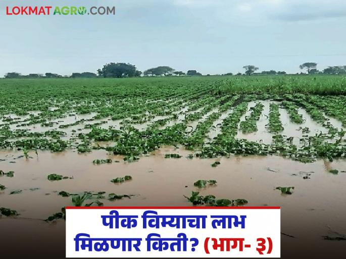 latest news Crop Insurance: Huge losses during Kharif season; Will farmers get relief from crop insurance? | Crop Insurance : खरीप हंगामात मोठे नुकसान; पीक विम्यातून शेतकऱ्यांना दिलासा मिळेल का? latest news Crop Insurance: Huge losses during Kharif season; Will farmers get relief from crop insurance? | Crop Insurance : खरीप हंगामात मोठे नुकसान; पीक विम्यातून शेतकऱ्यांना दिलासा मिळेल का?