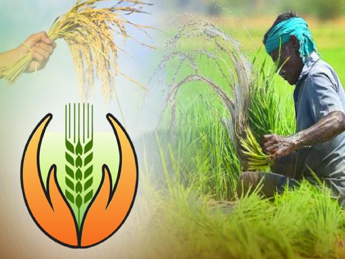 60 percent of farmers in Marathwada are turning to the Prime Minister's Crop Insurance Scheme | मराठवाड्यातील ६० टक्के शेतकऱ्यांची प्रधानमंत्री पीकविमा योजनेकडे पाठ 60 percent of farmers in Marathwada are turning to the Prime Minister's Crop Insurance Scheme | मराठवाड्यातील ६० टक्के शेतकऱ्यांची प्रधानमंत्री पीकविमा योजनेकडे पाठ