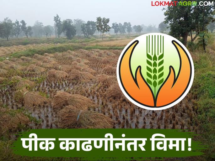 latest news Crop Insurance: Farmers are confused by the government's new rules; When will they get the insurance amount? Read in detail | Crop Insurance : शासनाच्या नवीन नियमांनी शेतकरी हैराण; विम्याची रक्कम कधी मिळणार? वाचा सविस्तर