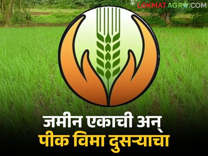Pik Vima: latest news What are you saying! The land belongs to one person and the crop insurance was taken out by another person, find out what the matter is. | Pik Vima: काय सांगताय! जमीन एकाची अन् पीक विमा काढला दुसऱ्यानेच जाणून घ्या काय आहे प्रकरण