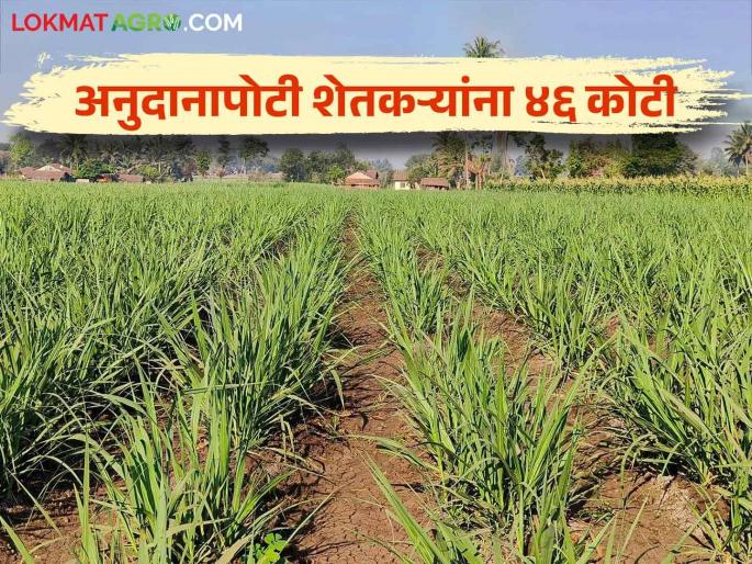 11 thousand farmers of this district who pay regular loan will get incentive subsidy | नियमित कर्जफेड करणाऱ्या या जिल्ह्यातील ११ हजार शेतकऱ्यांना मिळणार प्रोत्साहनपर अनुदान 11 thousand farmers of this district who pay regular loan will get incentive subsidy | नियमित कर्जफेड करणाऱ्या या जिल्ह्यातील ११ हजार शेतकऱ्यांना मिळणार प्रोत्साहनपर अनुदान