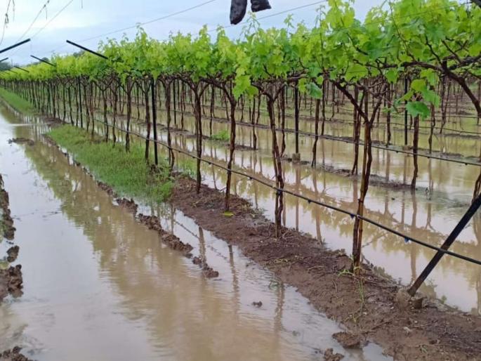 The tears in the eyes of farmer Crop loss | डोळ्यांतील आसवे सुकून गेली, आता कोरडी सहानुभूती पुरे! The tears in the eyes of farmer Crop loss | डोळ्यांतील आसवे सुकून गेली, आता कोरडी सहानुभूती पुरे!