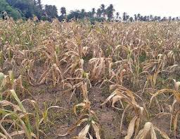 Assistance for last year's crop loss approved | गतवर्षीच्या पीक नुकसानासाठी मदत मंजूर Assistance for last year's crop loss approved | गतवर्षीच्या पीक नुकसानासाठी मदत मंजूर