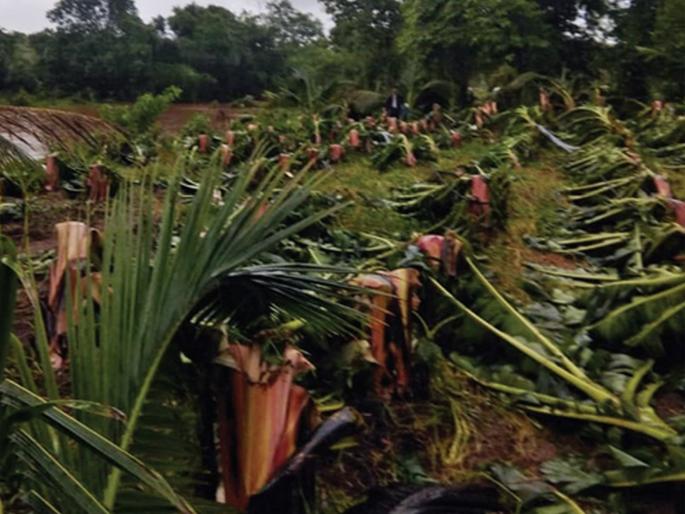 Big loss of banana and paddy in the bowl | वाड्यात केळी आणि भातशेतीचे मोठे नुकसान Big loss of banana and paddy in the bowl | वाड्यात केळी आणि भातशेतीचे मोठे नुकसान