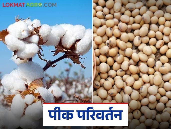 latest news Kharif Season: Big change in Kharif crops; Cotton increased in 'this' district, soybean decreased Read in detail | Kharif Season : खरीप पिकांमध्ये मोठा बदल; 'या' जिल्ह्यात कापूस वाढला, सोयाबीन घटले वाचा सविस्तर latest news Kharif Season: Big change in Kharif crops; Cotton increased in 'this' district, soybean decreased Read in detail | Kharif Season : खरीप पिकांमध्ये मोठा बदल; 'या' जिल्ह्यात कापूस वाढला, सोयाबीन घटले वाचा सविस्तर