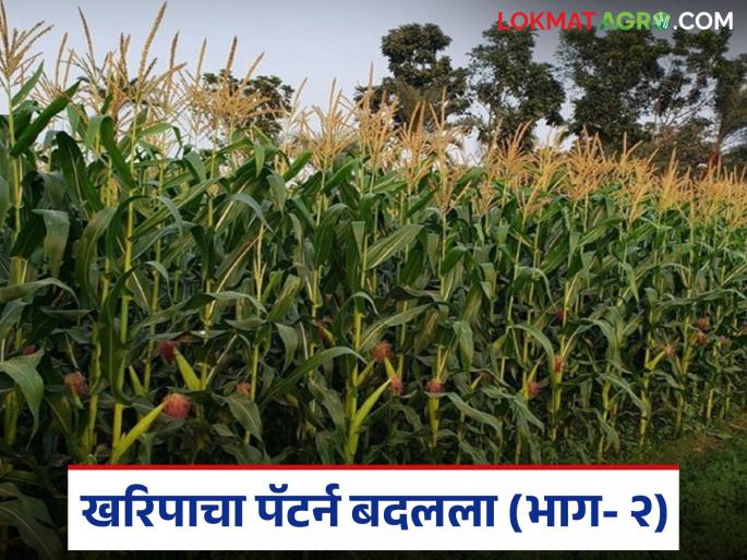 latest news Crop Pattern Change: Change in crop pattern: Sorghum lags behind, maize doubles in leaps and bounds Read in detail | Crop Pattern Change : पिक पॅटर्नमध्ये बदल: ज्वारी मागे, मक्याची झेप दुप्पट वाचा सविस्तर