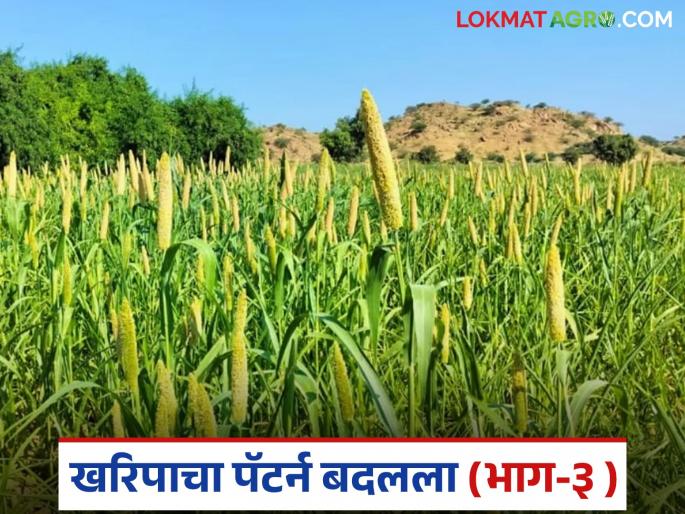 latest news Crop Pattern Change: Millet cultivation this year is 'so' percent; Sunflower crop is extinct Read in detail | Crop Pattern Change : यंदा बाजरीची लागवड 'इतके' टक्केच; सूर्यफूल पीक नामशेष वाचा सविस्तर latest news Crop Pattern Change: Millet cultivation this year is 'so' percent; Sunflower crop is extinct Read in detail | Crop Pattern Change : यंदा बाजरीची लागवड 'इतके' टक्केच; सूर्यफूल पीक नामशेष वाचा सविस्तर