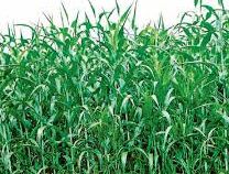 In Bodawad taluka, rains swept the crops | बोदवड तालुक्यात पावसाने पिके तरारली In Bodawad taluka, rains swept the crops | बोदवड तालुक्यात पावसाने पिके तरारली