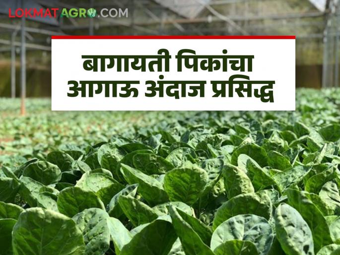Latest News Agriculture News Department of Agriculture releases third advance estimate of area and production of various horticultural crops for 2023-24 | Agriculture News : फलोत्पादन घटणार, कांदा, टोमॅटोचे उत्पादन कसे असेल? तिसरा आगाऊ अंदाज जाहीर 
