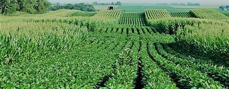 Drought-hit taluka crop productivity reduce |  दुष्काळी तालुक्यात घटली पिकांची उत्पादकता! Drought-hit taluka crop productivity reduce |  दुष्काळी तालुक्यात घटली पिकांची उत्पादकता!