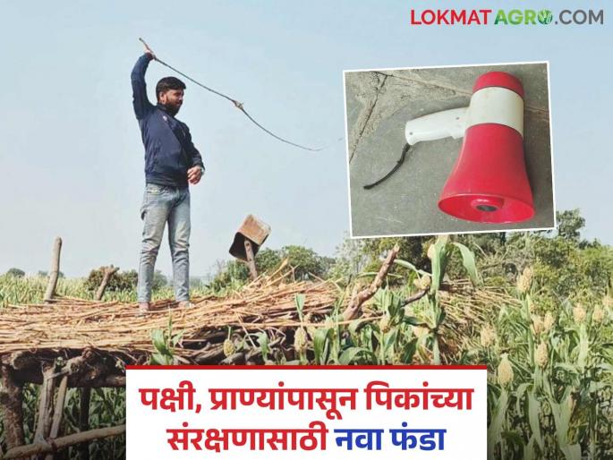 Protecting Crops : Learn more about the new fund for protecting crops from birds and animals | Protecting Crops : पक्षी, प्राण्यांपासून पिकांच्या संरक्षणासाठी काय आहे नवा फंडा जाणून घ्या सविस्तर Protecting Crops : Learn more about the new fund for protecting crops from birds and animals | Protecting Crops : पक्षी, प्राण्यांपासून पिकांच्या संरक्षणासाठी काय आहे नवा फंडा जाणून घ्या सविस्तर