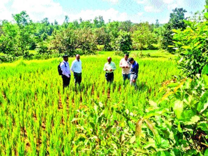 crop losses due to lack of rain, farmers worry | पावसाअभावी भातपिकाचे नुकसान, शेतकरी चिंतीत crop losses due to lack of rain, farmers worry | पावसाअभावी भातपिकाचे नुकसान, शेतकरी चिंतीत