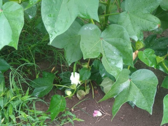 The crop has come in full swing: but due to non-availability of fertilizer, it is going into damage | पीक आलंय जोमात: पण खत उपलब्ध नसल्याने जातंय कोमात The crop has come in full swing: but due to non-availability of fertilizer, it is going into damage | पीक आलंय जोमात: पण खत उपलब्ध नसल्याने जातंय कोमात