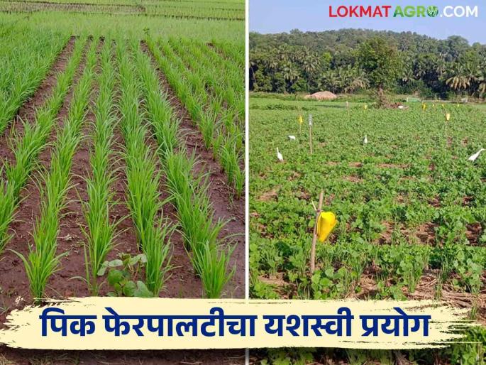Electrician Farmer's Success Story; More profit is taken from crop rotation system | Success Story इलेक्ट्रिशियन शेतकऱ्याची यशकथा; पीक फेरपालट पद्धतीतून घेतायत अधिकचा नफा