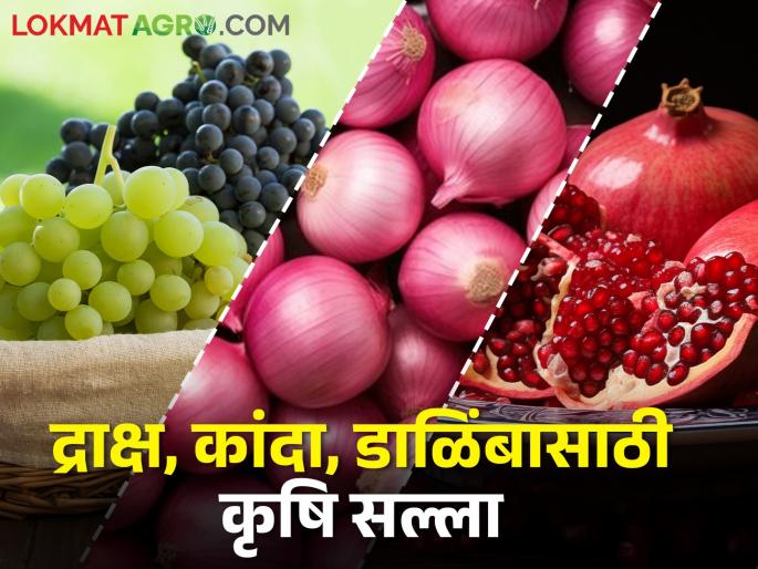 Latest News Agricultural Advice for Grape, Onion, Pomegranate for march 2024 | कृषि सल्ला : द्राक्षांवरील लाल कोळी, डाळिंबाच्या चांगल्या गुणवत्तेसाठी, कांद्यावरील करपा रोगासाठी Latest News Agricultural Advice for Grape, Onion, Pomegranate for march 2024 | कृषि सल्ला : द्राक्षांवरील लाल कोळी, डाळिंबाच्या चांगल्या गुणवत्तेसाठी, कांद्यावरील करपा रोगासाठी
