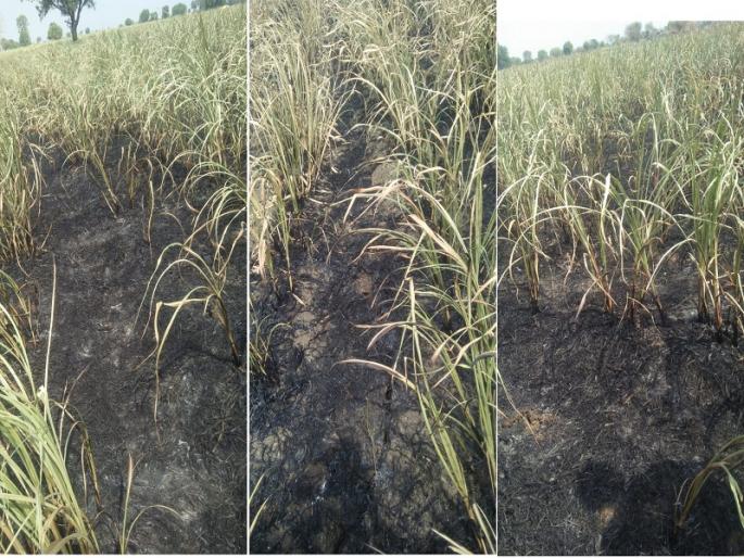 Two acres of sugarcane burned due to the electrical cable sparking | विद्युत वाहिन्यांच्या घर्षणातून ठिणगी पडल्याने दोन एकर ऊस जळाला Two acres of sugarcane burned due to the electrical cable sparking | विद्युत वाहिन्यांच्या घर्षणातून ठिणगी पडल्याने दोन एकर ऊस जळाला