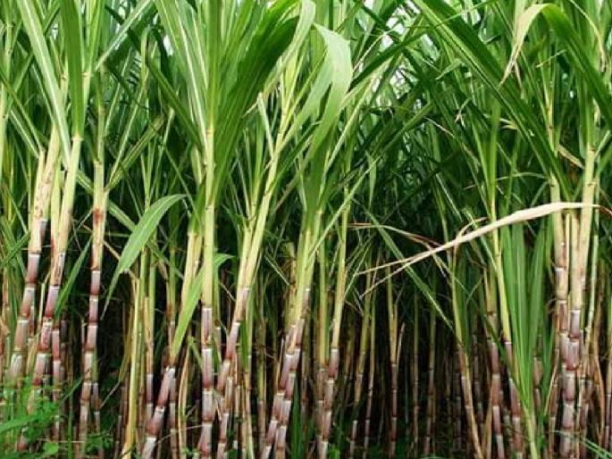 Farmers tend towards sugarcane due to guaranteed price along with income | उत्पन्नाबरोबरच हमीभावामुळे शेतकऱ्यांचा उसाकडेच कल, पर्यायी पिकांतून नुकसानच अधिक Farmers tend towards sugarcane due to guaranteed price along with income | उत्पन्नाबरोबरच हमीभावामुळे शेतकऱ्यांचा उसाकडेच कल, पर्यायी पिकांतून नुकसानच अधिक