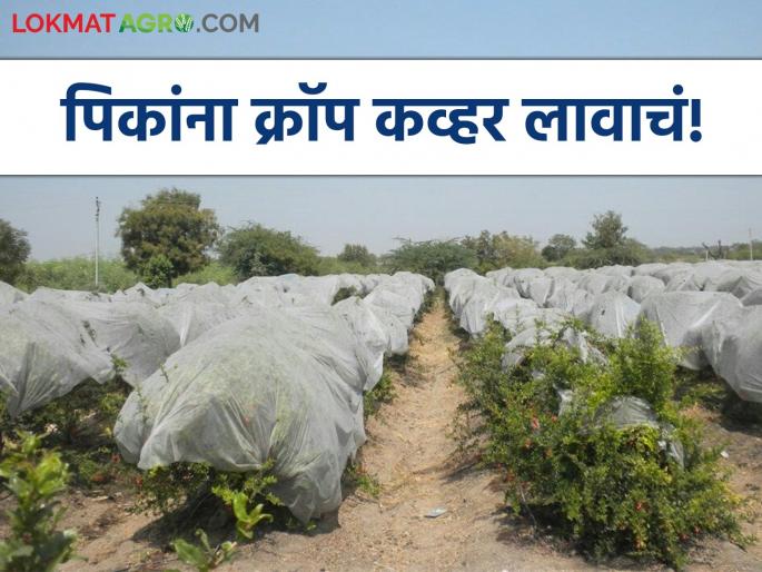Latest News Crop cover reduces the sun's rays by 60 percent for many crops | Crop Cover : पिकांना क्रॉप कव्हर लावा, 60 टक्के उन्हाच्या झळा रोखते, जाणून घ्या सविस्तर  Latest News Crop cover reduces the sun's rays by 60 percent for many crops | Crop Cover : पिकांना क्रॉप कव्हर लावा, 60 टक्के उन्हाच्या झळा रोखते, जाणून घ्या सविस्तर