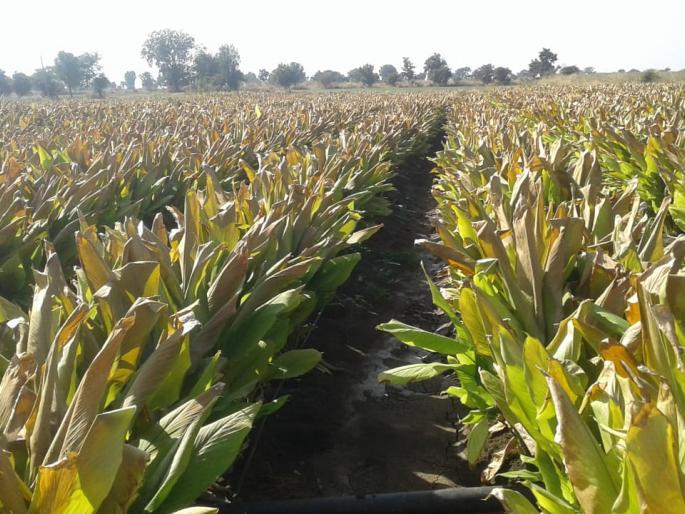 Crop damage ; Guidance for Panchnama | अतिथंडीमुळे पिकांचे नुकसान; पंचनाम्यासंदर्भात मागविले मार्गदर्शन Crop damage ; Guidance for Panchnama | अतिथंडीमुळे पिकांचे नुकसान; पंचनाम्यासंदर्भात मागविले मार्गदर्शन