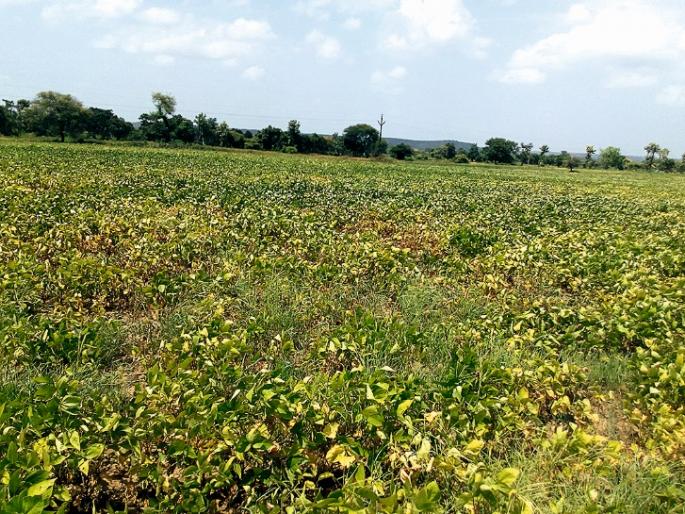 Consider being tired! | पिकांनी टाकल्या माना! Consider being tired! | पिकांनी टाकल्या माना!
