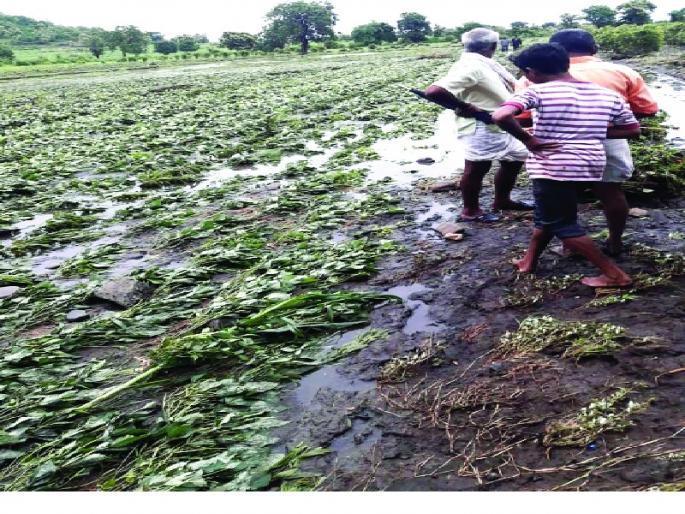 Lost crops in Mahur taluka | माहूर तालुक्यातील पिके गेली वाहून Lost crops in Mahur taluka | माहूर तालुक्यातील पिके गेली वाहून