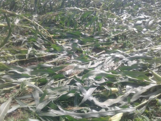 Damages in the area of ​​wind-and-rain due to wind and rain | वादळी वारा आणि पावसामुळे कु-हे (पानाचे) परिसरात नुकसान