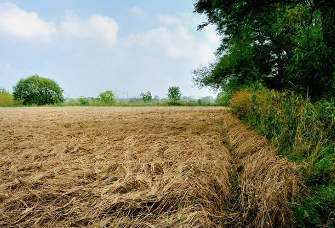 rain will crackdown in the state for two days damage to soybean cotton tur crop | पाऊस रडवूनच परतणार; राज्यात दोन दिवसांपासून तडाखा; सोयाबीन, कापूस, तूर पिकांचे नुकसान