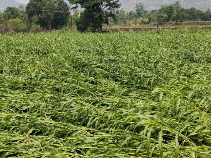 23331 hectares affected by the cyclone, major loss to these crops | २३ हजार ३३१ हेक्टरला वळवाचा बसला फटका, या पिकांचं मोठं नुकसान?