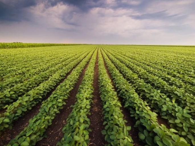 Crop competition for farmers; Six days to participate | शेतकऱ्यांसाठी पीक स्पर्धा; सहभागी होण्यासाठी सहा दिवस Crop competition for farmers; Six days to participate | शेतकऱ्यांसाठी पीक स्पर्धा; सहभागी होण्यासाठी सहा दिवस