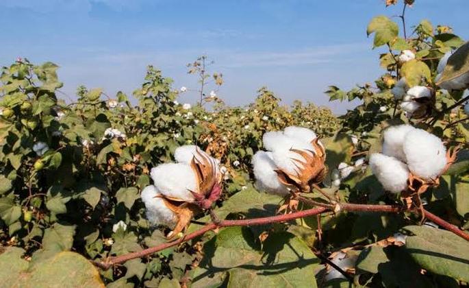 Rainfall soaked cotton over millions of hectares! | अवकाळी पावसाने लाखो हेक्टरवरील कापूस भिजला! Rainfall soaked cotton over millions of hectares! | अवकाळी पावसाने लाखो हेक्टरवरील कापूस भिजला!