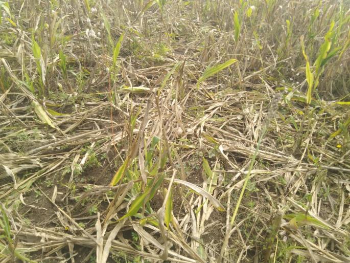 Wildlife done Damage to 40 acre crops! | वन्यप्राण्यांचा हैदोस; ४० एकरातील पिकांचे नुकसान ! Wildlife done Damage to 40 acre crops! | वन्यप्राण्यांचा हैदोस; ४० एकरातील पिकांचे नुकसान !