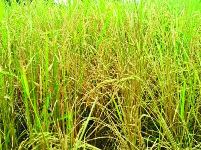 NoRain : farmer of Shahapur taluka news | पावसाची दडी : शहापूर तालुक्यातील शेतकरी हवालदिल NoRain : farmer of Shahapur taluka news | पावसाची दडी : शहापूर तालुक्यातील शेतकरी हवालदिल