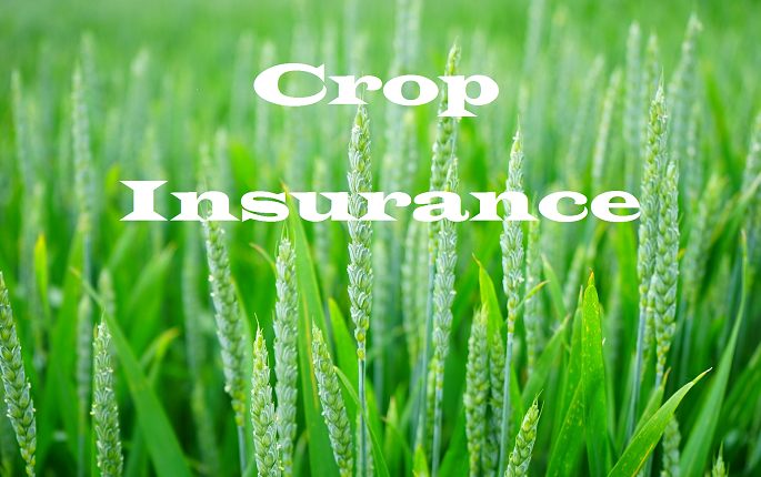 Finally farmers got crop insurance after almost a year of struggle | तब्बल वर्षभराच्या संघर्षानंतर मिळाला शेतकऱ्यांना पीक विमा Finally farmers got crop insurance after almost a year of struggle | तब्बल वर्षभराच्या संघर्षानंतर मिळाला शेतकऱ्यांना पीक विमा