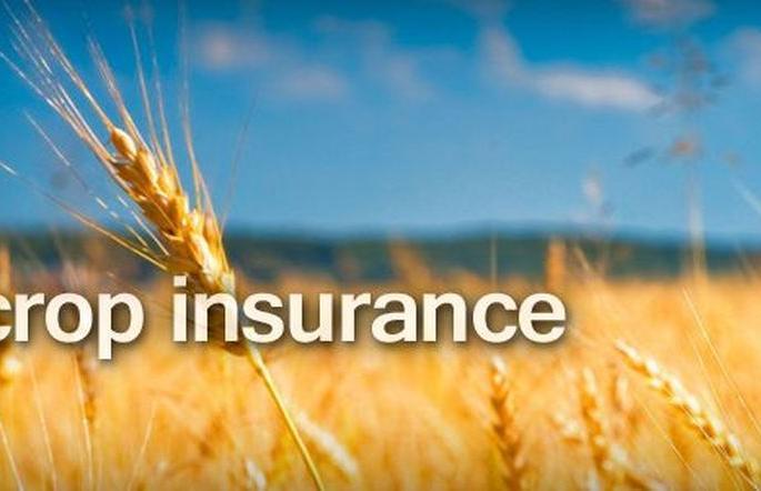 Crop Insurance Scheme: Hardwork to run properly | पीक विमा योजना: तारेवरची कसरत! Crop Insurance Scheme: Hardwork to run properly | पीक विमा योजना: तारेवरची कसरत!